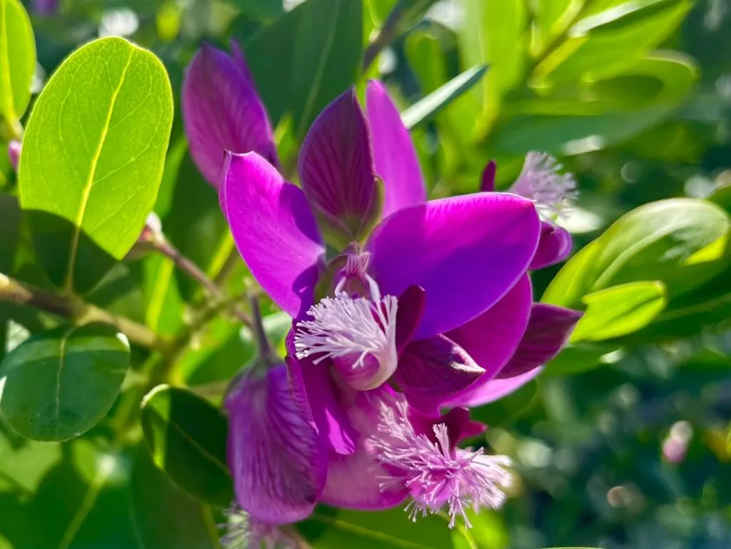 Polygala myrtifolia Grandiflora-1_result - Online Flower Garden Polygalaceae Polygala myrtifolia'Grandiflora'