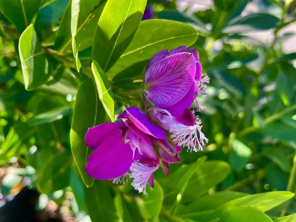 Polygala myrtifolia Grandiflora_result - Online Flower Garden Polygala myrtifolia'Grandiflora'