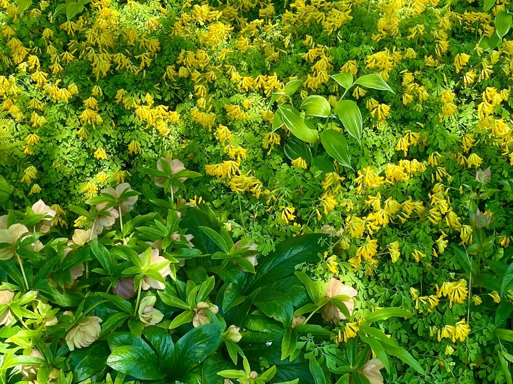Pseudofumaria lutea