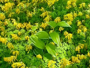 Pseudofumaria lutea