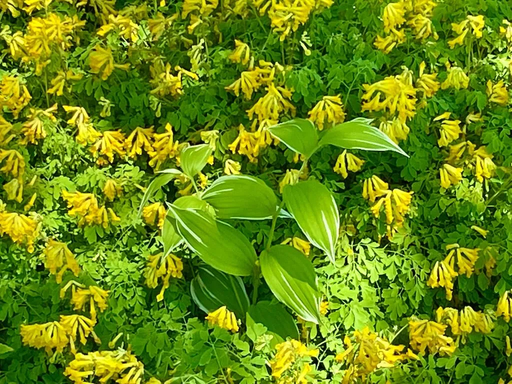 Pseudofumaria lutea