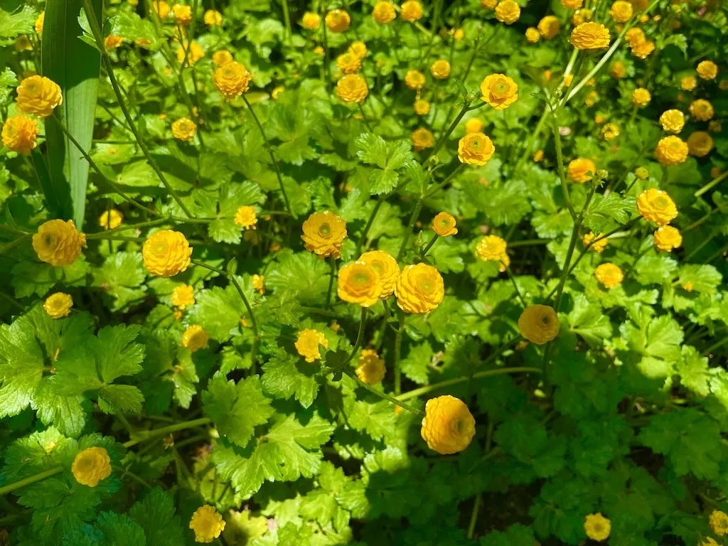 Ranunculus repens var pleniflorus-1_result - Online Flower Garden Ranunculus repens var. pleniflorus