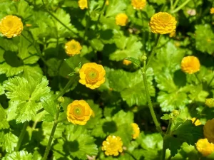 Ranunculus repens var. pleniflorus