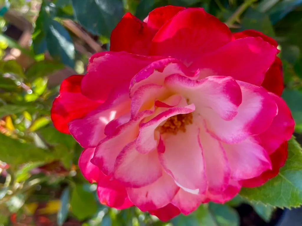 Rosa'Cherry Parfait'