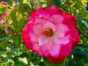 Rosa 'Cherry Parfait'