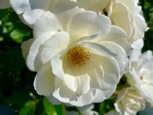 Rosa 'Iceberg'