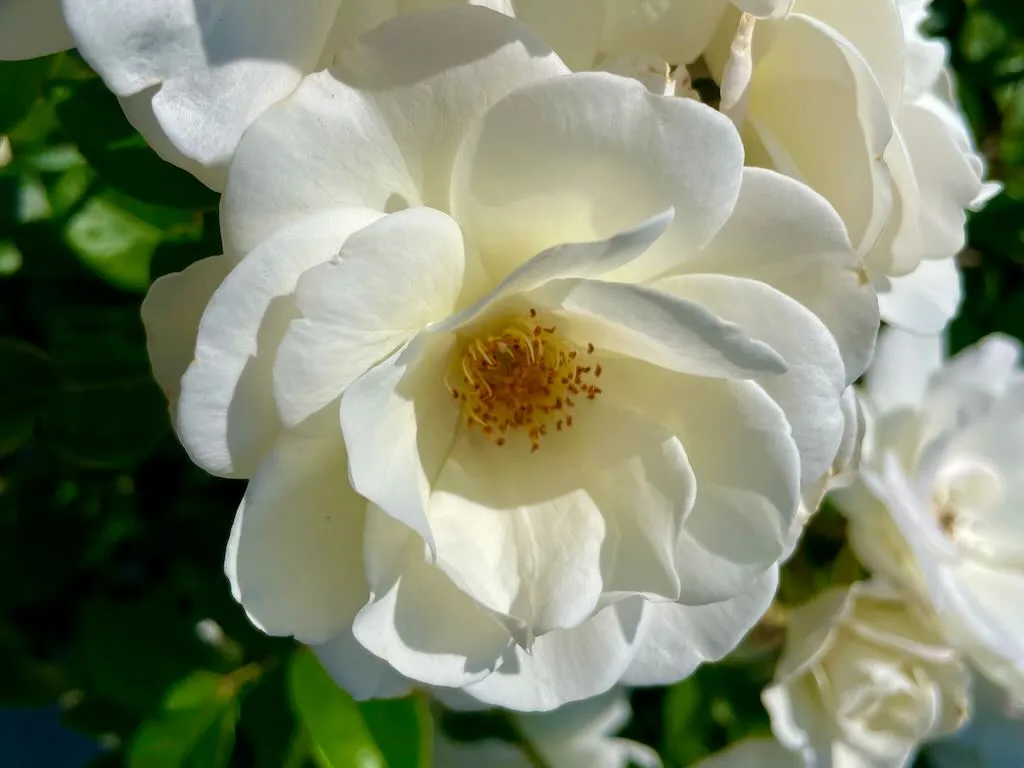 Rosa 'Iceberg'