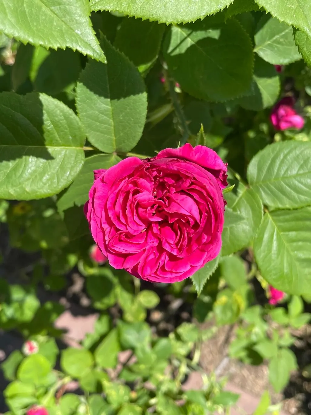 Rosa Louise Odier-1_result - Online Flower Garden Rosa'Louise Odier', a Bourbon Rose