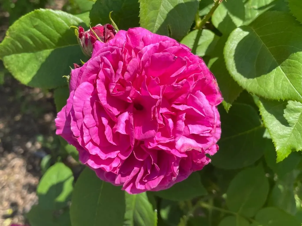 Rosa Louise Odier_result - Online Flower Garden Rosa 'Louise Odier', a Bourbon Rose