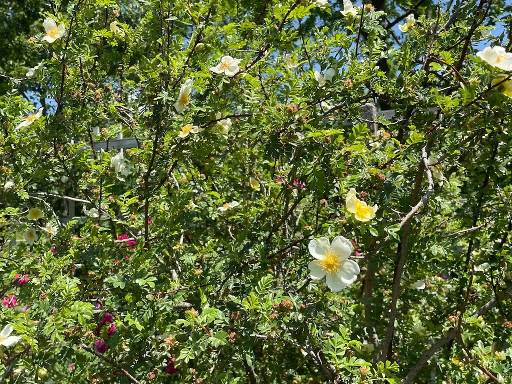 Rosa Primula or Incense Rose