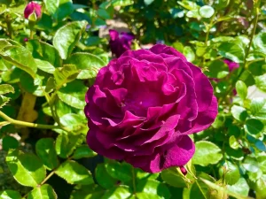 Rosa 'Twilight Zone'