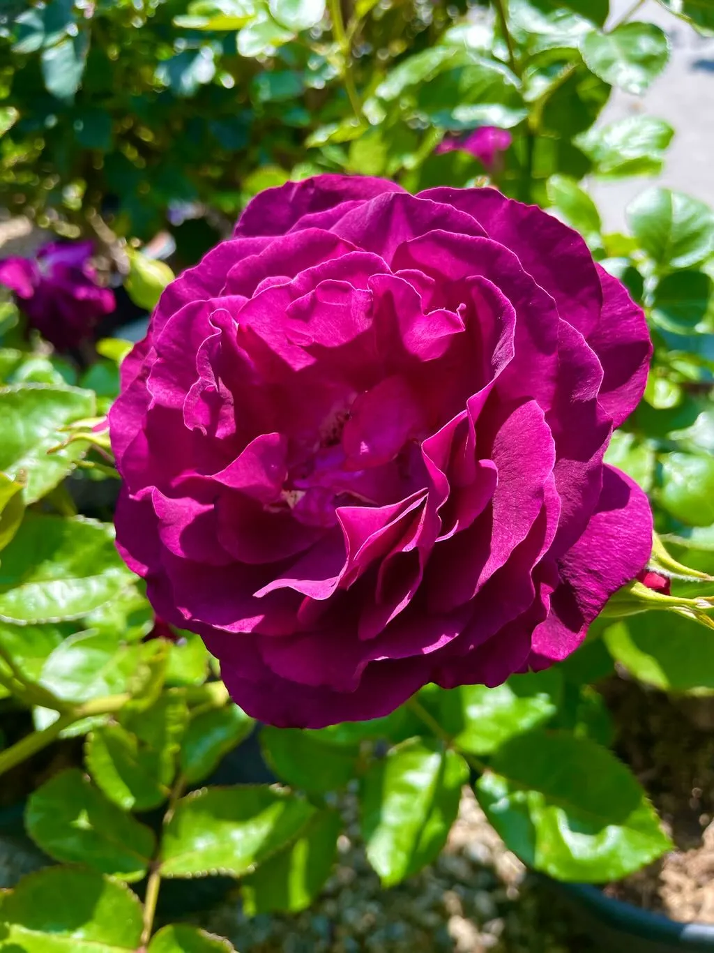 Rosa'Twilight Zone'