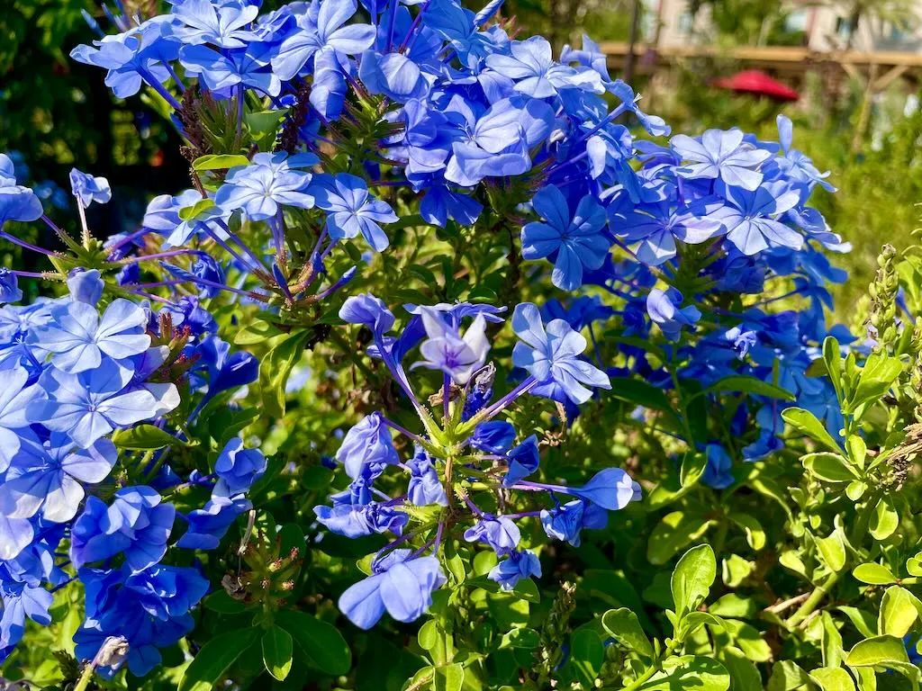 Royal Cape Plumbago-1_result - Online Flower Garden Plumbaginaceae Royal Cape Plumbago
