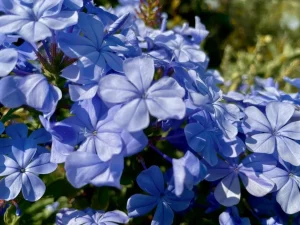 Royal Cape Plumbago