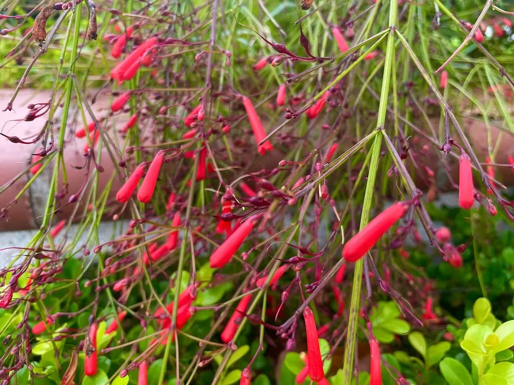 Russelia equisetiformis