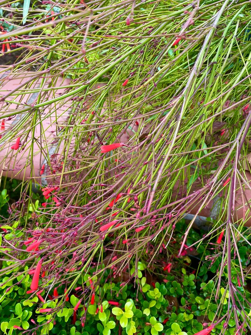 Russelia equisetiformis