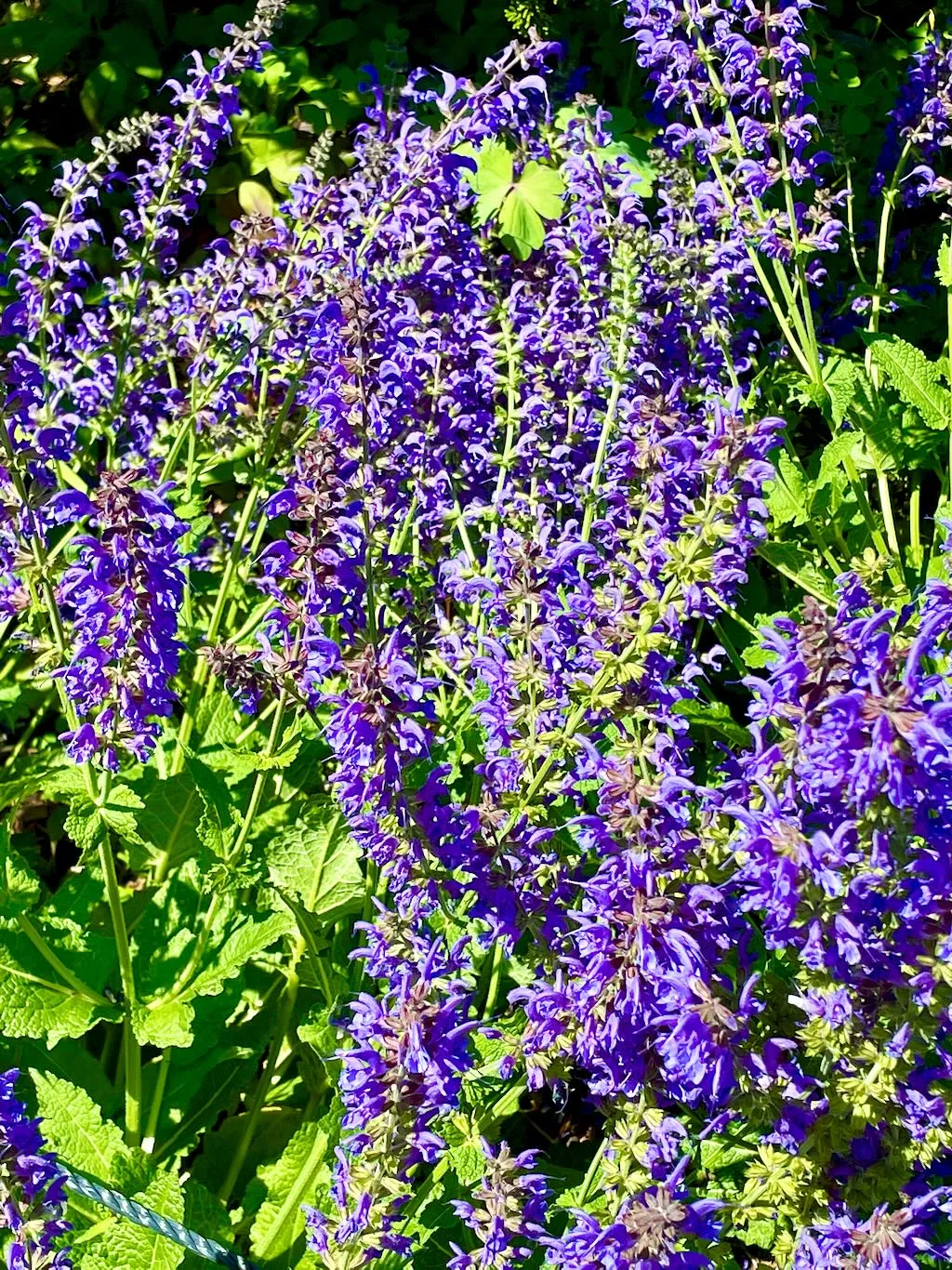 Salvia Rhapsody in Blue-1_result - Online Flower Garden Salvia'Rhapsody in Blue'