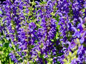 Salvia 'Rhapsody in Blue'