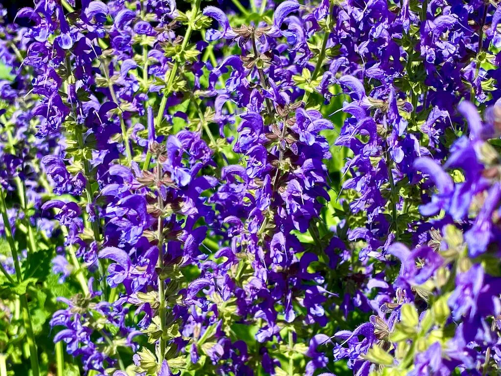 Salvia Rhapsody in Blue_result - Online Flower Garden Salvia 'Rhapsody in Blue'