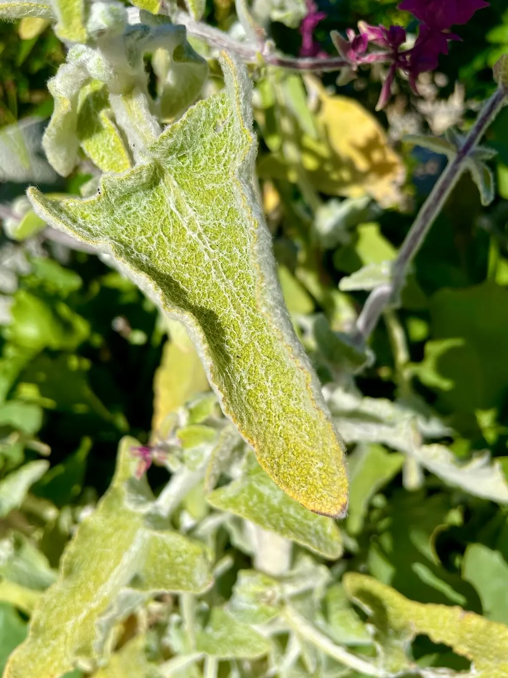 Salvia canariensis'Lancelot'
