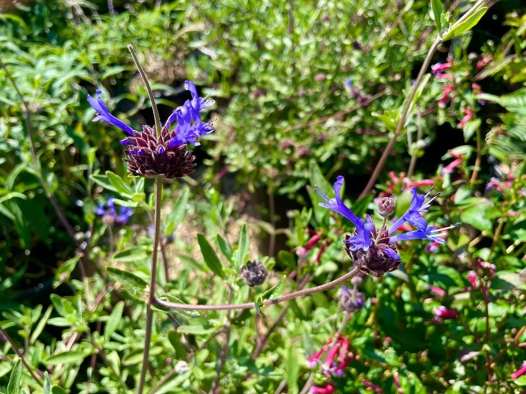 Salvia clevelandii 'Winnifred Gilman'
