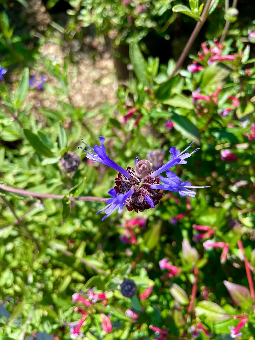 Salvia clevelandii'Winnifred Gilman'