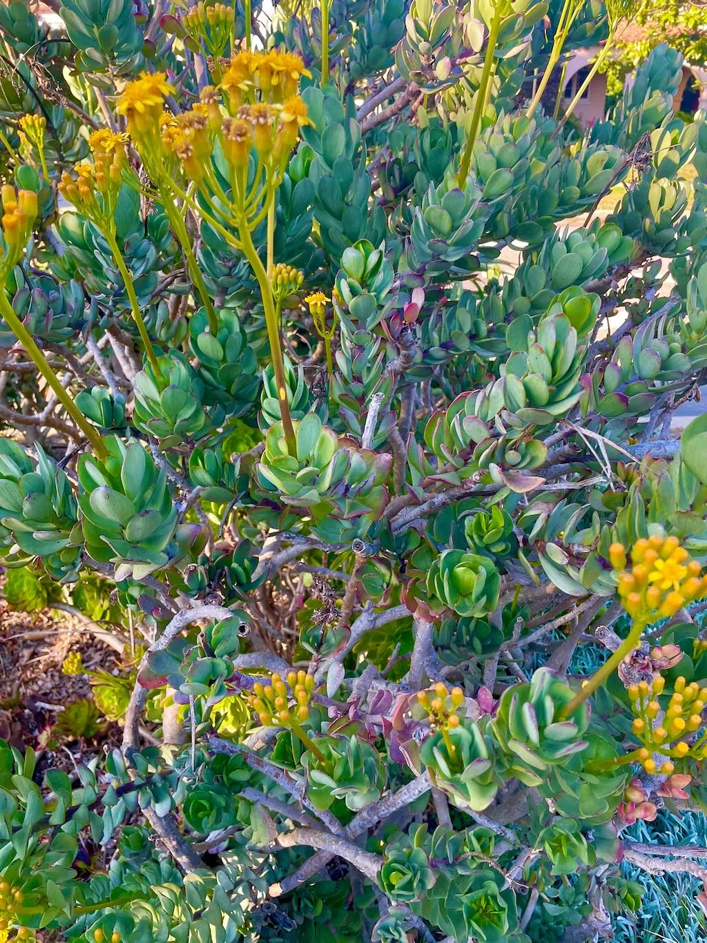 Senecio decaryi Humbert-1_result - Online Flower Garden Senecio decaryi Humbert
