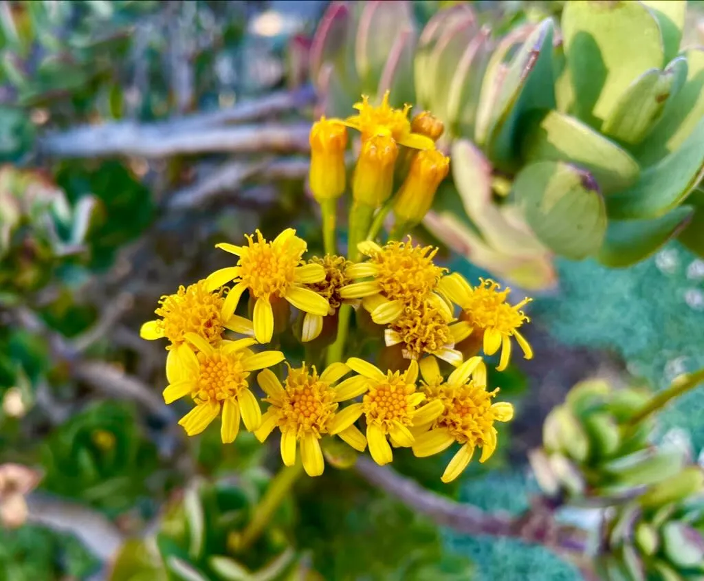 Senecio decaryi Humbert_result - Online Flower Garden Senecio decaryi Humbert