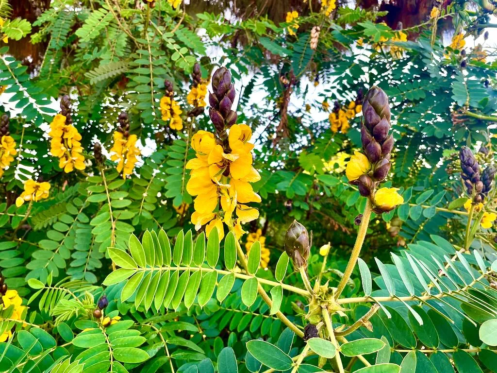 Senna didymobotrya