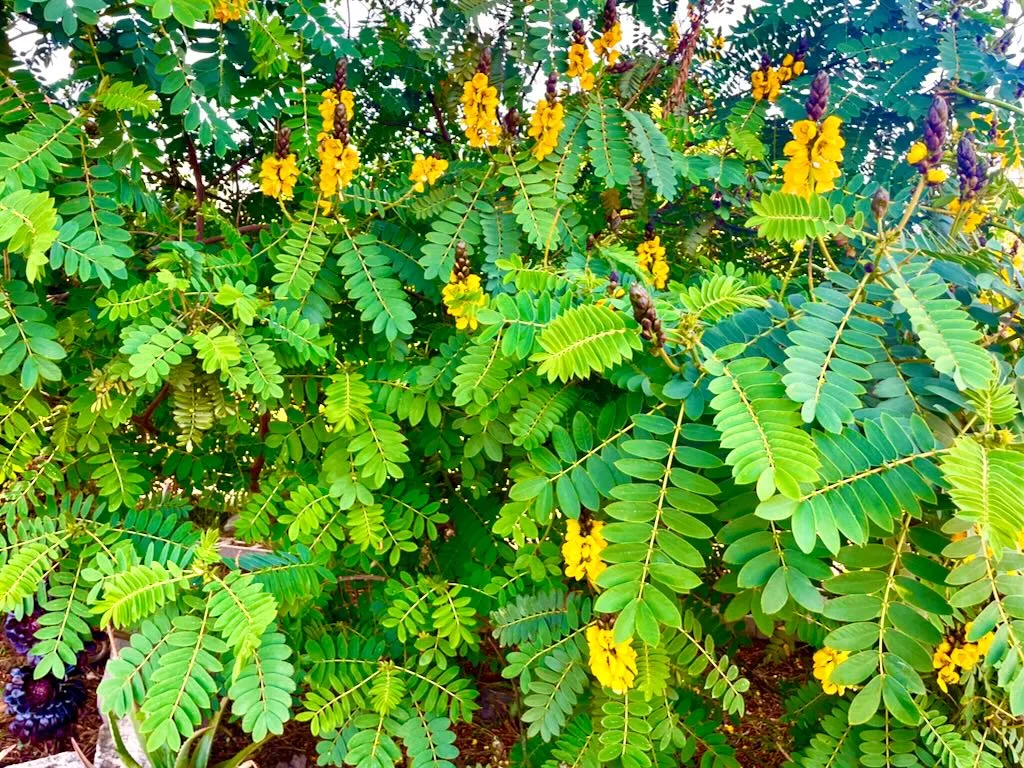Senna didymobotrya
