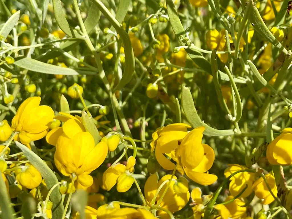 Senna phyllodinea-1_result - Online Flower Garden Senna phyllodinea