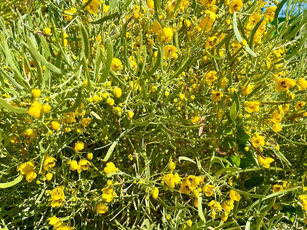 Senna phyllodinea_result - Online Flower Garden Senna phyllodinea