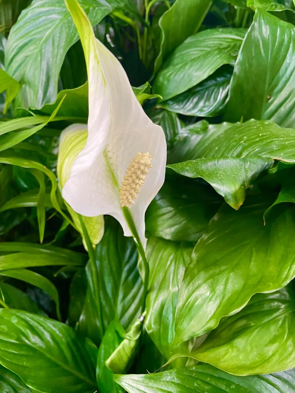 Spathiphyllum or Peace Lily