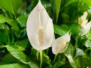 Spathiphyllum or Peace Lily