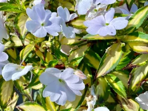 SunPatiens® Vigorous Tropical White Impatiens