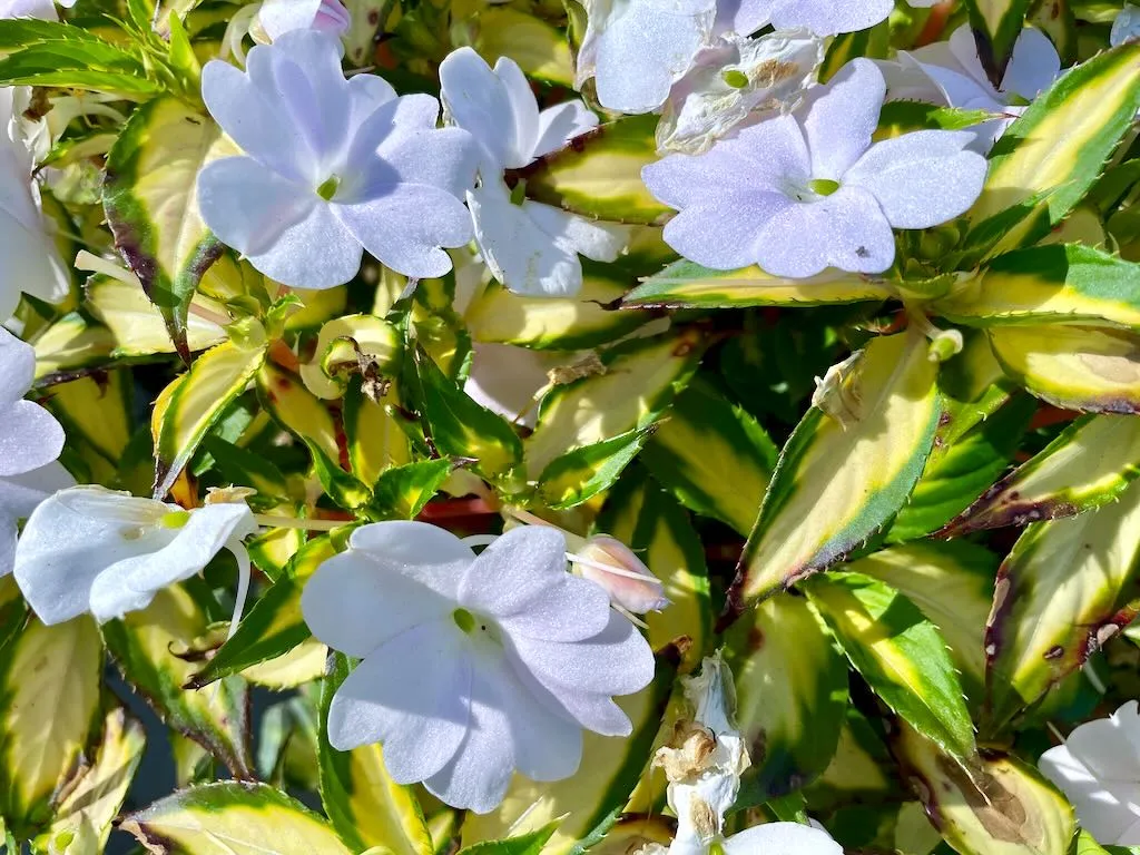SunPatiens Vigorous Tropical White Impatiens_result - Online Flower Garden SunPatiens® Vigorous Tropical White Impatiens