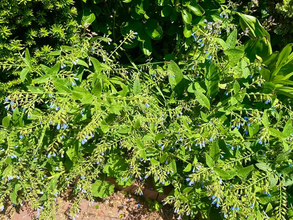 Symphytum asperum-1_result - Online Flower Garden Symphytum asperum