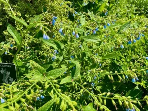 Symphytum asperum