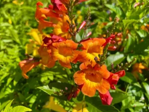 Tecoma 'Sun Trumpets® Orange'