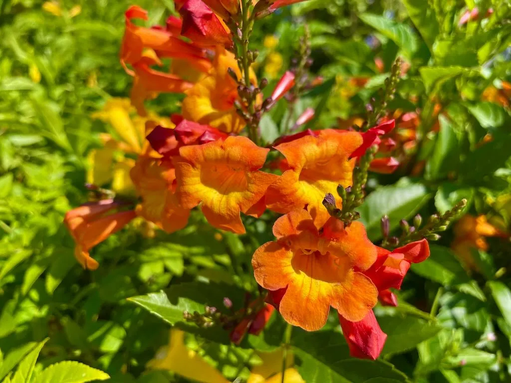 Tecoma Sun Trumpets Orange-1_result - Online Flower Garden Tecoma 'Sun Trumpets® Orange'
