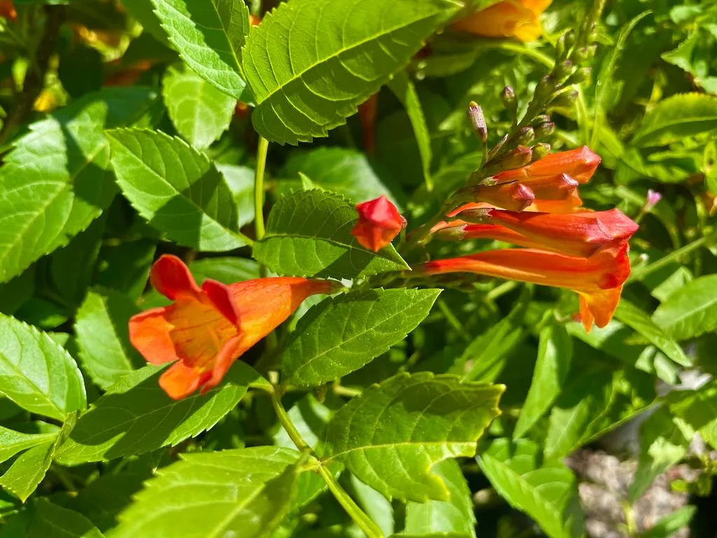 Tecoma Sun Trumpets Orange_result - Online Flower Garden Tecoma'Sun Trumpets® Orange'
