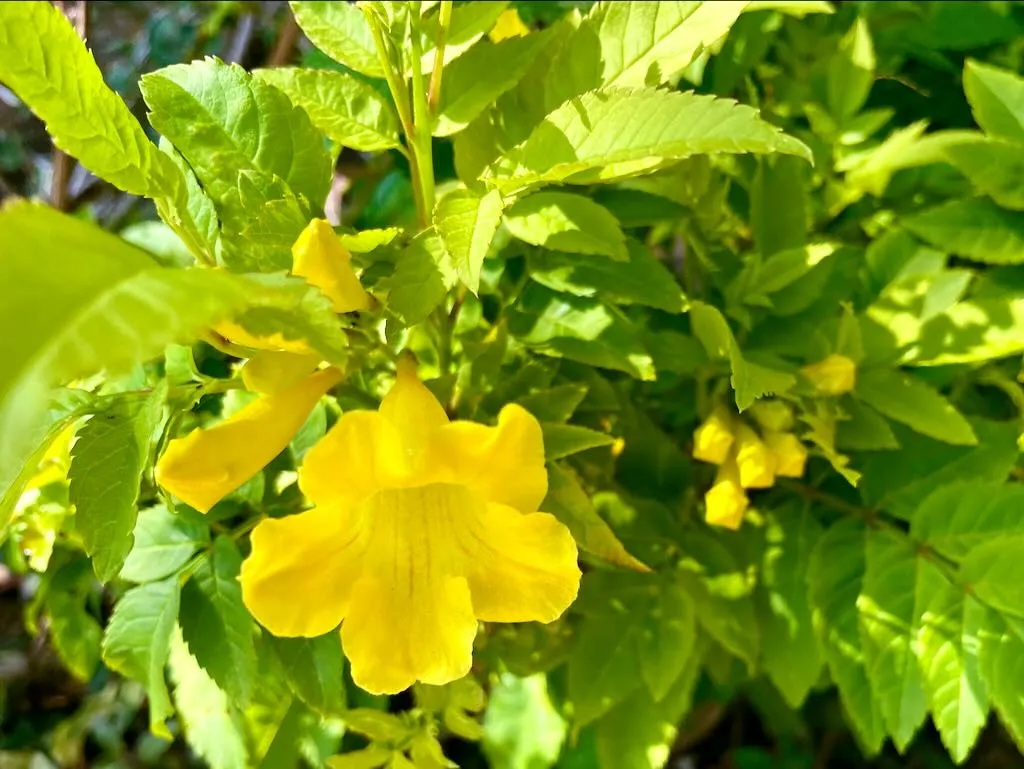 Tecoma stans