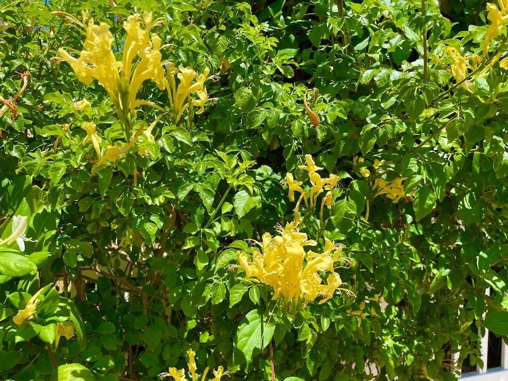 Tecomaria capensis'Cape Town™ Yellow'