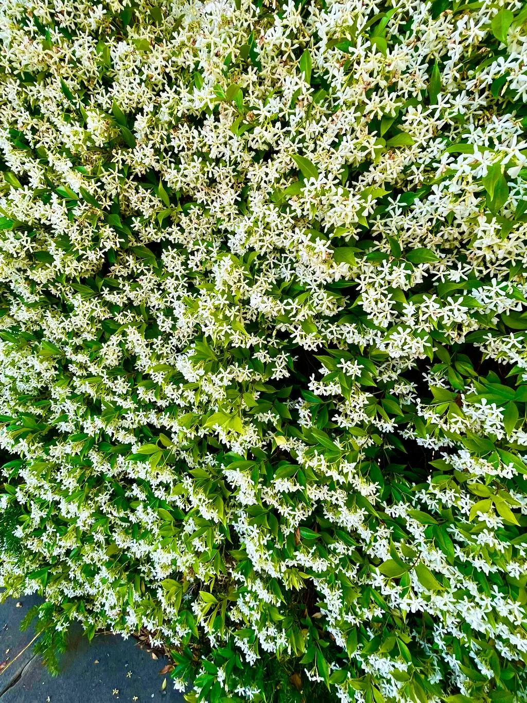 Trachelospermum jasminoides