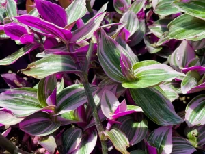 Tradescantia 'Nanouk'