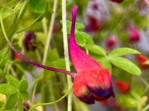 Tropaeolum tricolor