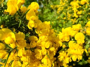 Ulex europaeus or Gorse