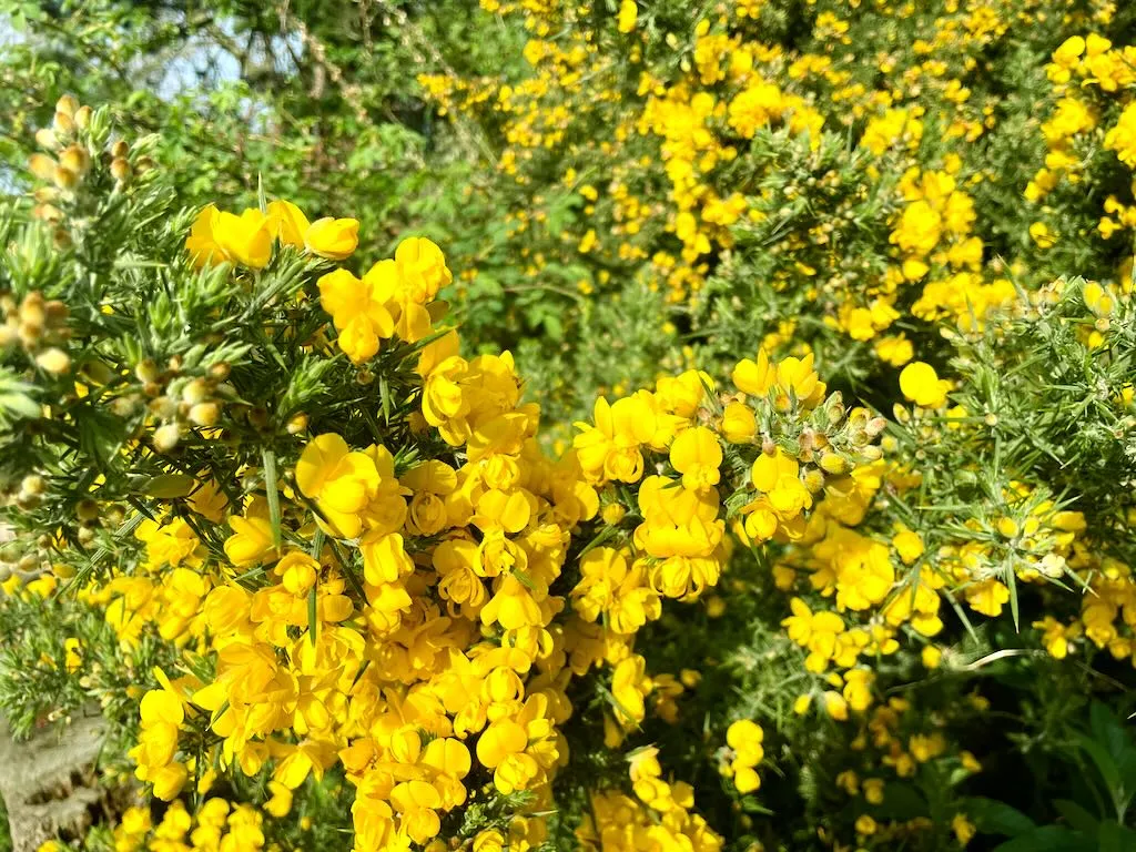Ulex europaeus or Gorse_result - Online Flower Garden Ulex europaeus or Gorse