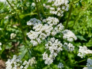 Valeriana officinalis or Garden Heliotrope