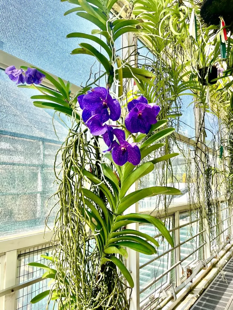 Vanda Pachara Delight-1_result - Online Flower Garden Vanda'Pachara Delight'